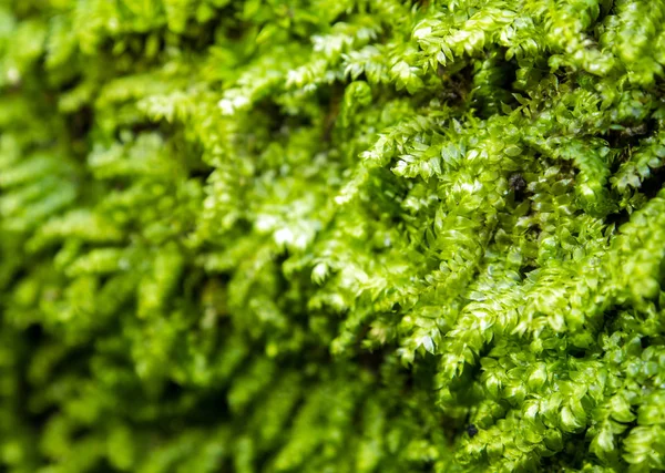 生长在雨林中的新鲜绿苔 — 图库照片