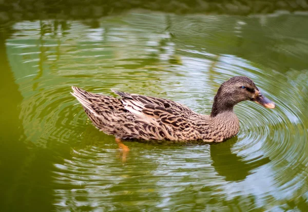 Mallard duck Nap enquanto flutua na água — Fotografia de Stock