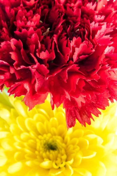 Czerwony Goździk i żółte Chryzantema w bukiet kwiatów — Zdjęcie stockowe