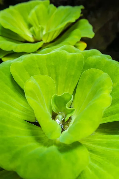 Primer plano de la lechuga de agua hoja fresca y verde —  Fotos de Stock