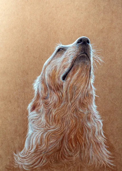 Golden retriever dog Turn up to the sky painted with colored pencil on kraft paper
