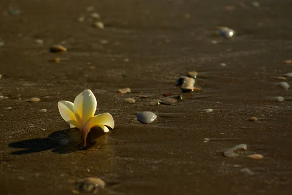 Kwiaty Frangipani spadnie na piaszczystej plaży z kamieniami i muszli — Zdjęcie stockowe