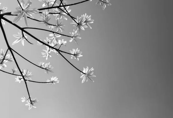 Freshness leaves on sky and sunlight background — Stock Photo, Image