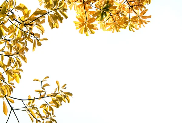 Folhas de cor dourada no céu claro e fundo de luz solar — Fotografia de Stock