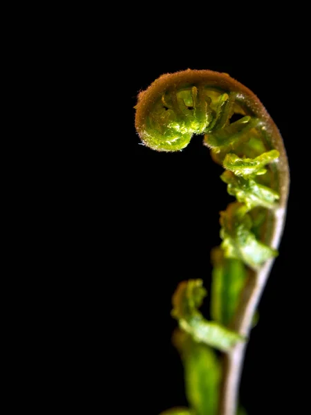 Knopp blad av ormbunke på svart bakgrund — Stockfoto