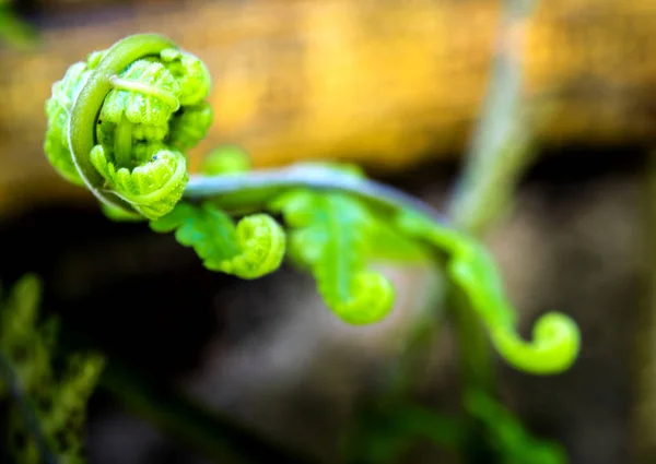 Folha verde de samambaia, folha de broto de frescura — Fotografia de Stock