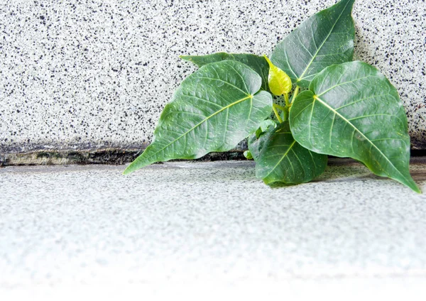 Pequena árvore de Banyan Crescendo no prédio — Fotografia de Stock