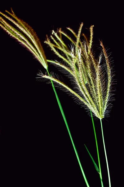 Kwiat trawa Swallen palec — Zdjęcie stockowe