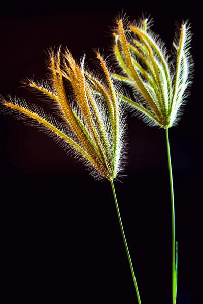 Flor de Swallen Hierba de dedo — Foto de Stock