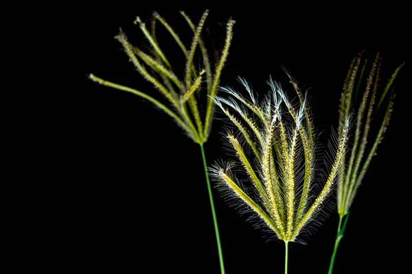 Flower of Swallen Finger grass — Stock Photo, Image