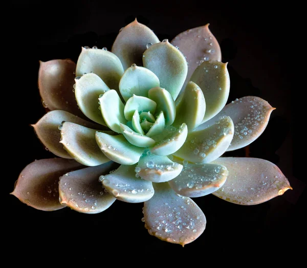 Planta suculenta close-up Echeveria Orion em fundo preto — Fotografia de Stock