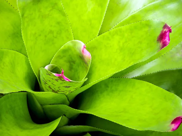 Detailstruktur und Dornen am Rand der Bromelien-Blätter — Stockfoto