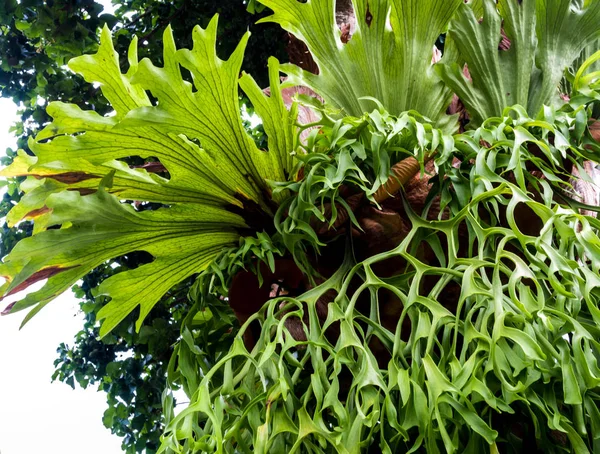 Friskhet långa blad av Elkhorn ormbunke epifytflora på träd — Stockfoto