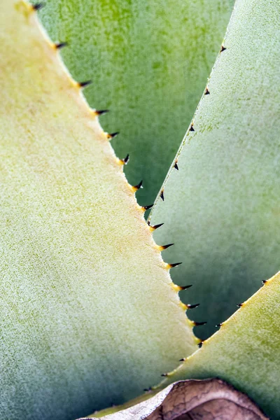 Detail texture and thorns at the edge of the Bromeliad leaves — Stock Photo, Image