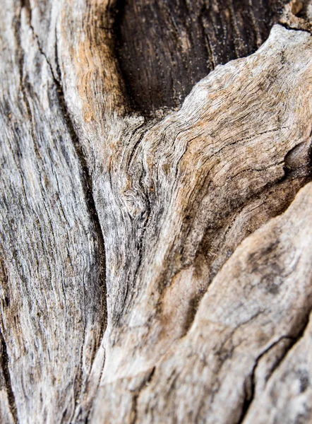 Texture de la surface de vieux troncs de bois — Photo