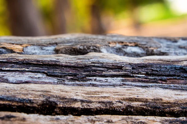 Texture de la surface de vieux troncs de bois — Photo