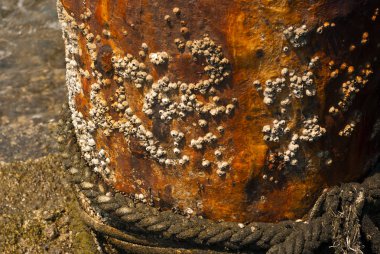 Kıskaç yüzey korozyonu çelik Kutup Denizi