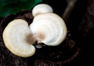 Küflü kereste üzerinde Fildişi beyaz mantar