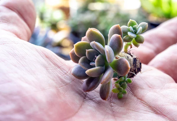 Pequena planta suculenta à mão preparar para o plantio — Fotografia de Stock