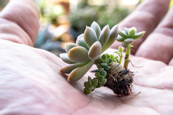 Small succulent on hand plant prepare for planting — Stock Photo, Image