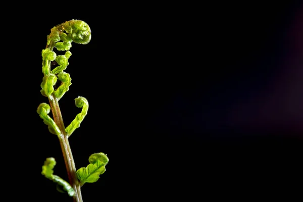 Bud folha de samambaia no fundo preto — Fotografia de Stock