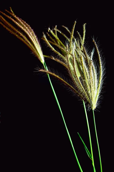 こちらの腫れた指草の花 — ストック写真