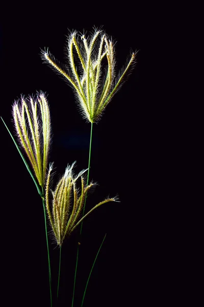 Цветок травы Swallen Finger — стоковое фото