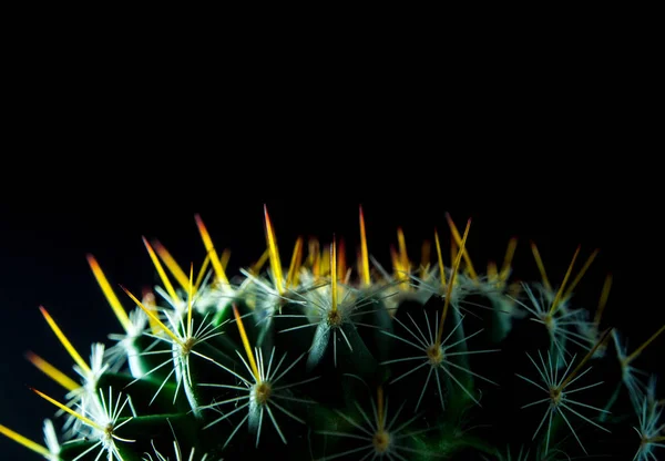 Espèces de cactus Mammillaria sur fond noir — Photo