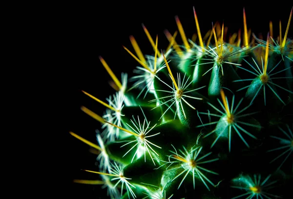 Verde vívido de Mammillaria Cactus sobre fundo preto — Fotografia de Stock