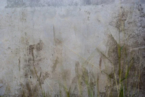Flor de grama no vento — Fotografia de Stock