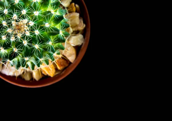 Cactus species Mammillaria on black background — Stock Photo, Image