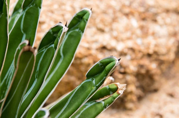 Planta suculenta primer plano, hojas frescas detalle de la planta de agave — Foto de Stock