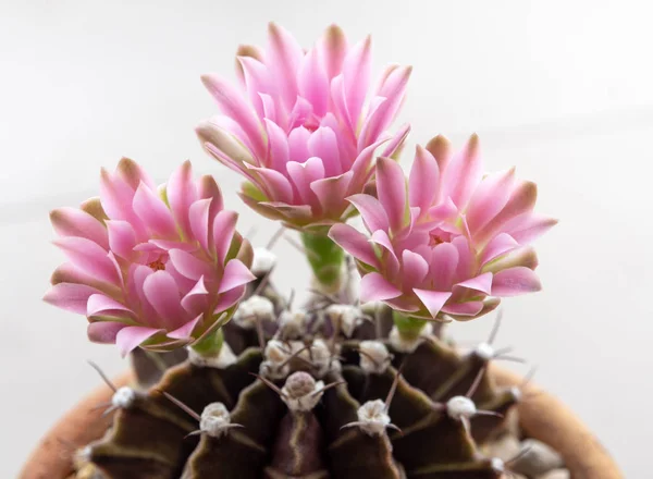 Gymnocalycium Kakteen Blume, Nahaufnahme rosa zarte Blütenblatt Blume — Stockfoto