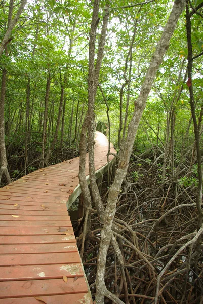 A passarela da ponte de madeira na floresta de manguezais — Fotografia de Stock