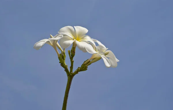 Plumeria putih di latar langit — Stok Foto