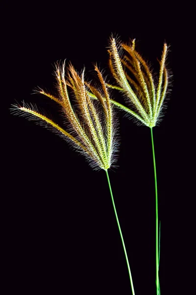 Flor de Swallen Hierba de dedo — Foto de Stock