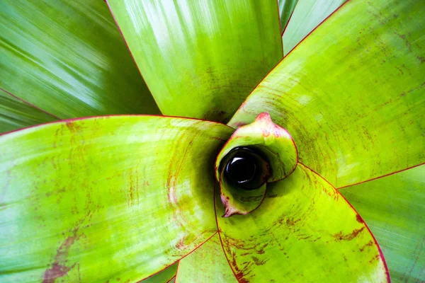 Részlet a Bromeliad levelek felületi szerkezetéről — Stock Fotó