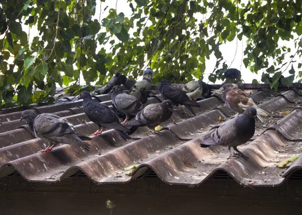 Pombo no telhado — Fotografia de Stock