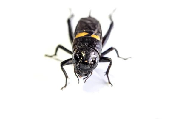 Czarne świerszcze, pojedyncze owady na białym tle — Zdjęcie stockowe