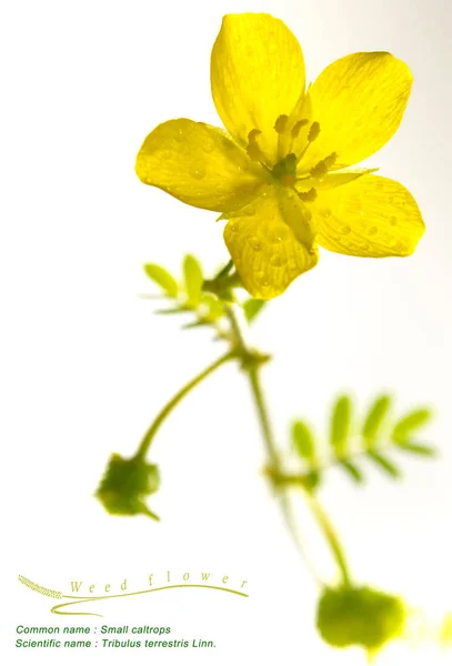 Gelbe Blume von kleinen Caltrops Unkraut, isolierte Blume auf weißem Hintergrund — Stockfoto