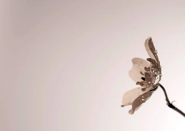 Flor de erva pequena caltrops, flor isolada no backgroud branco — Fotografia de Stock