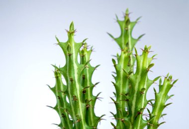 Euphorbia knuthii küçük seramik tencerede büyüyor