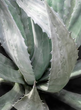 Agave Americana 'nın taze yapraklı, sulu bitkileri.