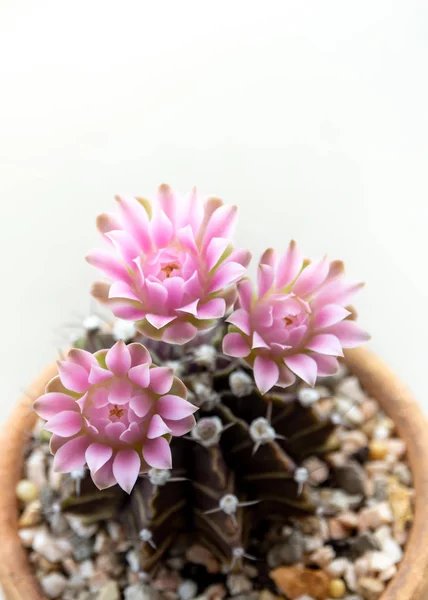 Gymnocalycium Kakteen Blume, Nahaufnahme rosa zarte Blütenblatt Blume — Stockfoto