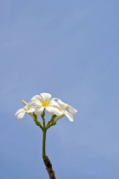空の白いプルメリア背景 — ストック写真