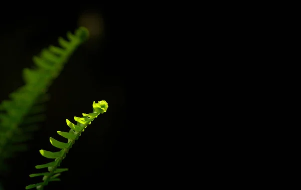 Siyah zemin üzerinde taze yeşil eğreltiotu yaprağı — Stok fotoğraf