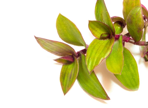 Rio aranha e enraizamento na água, Herb planta no fundo branco — Fotografia de Stock