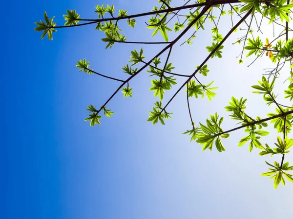 Fraîcheur laisse sur fond bleu ciel et lumière du soleil — Photo