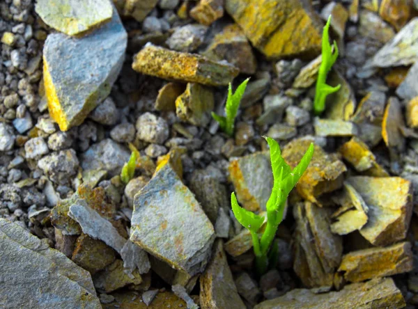 Μπουμπούκια δόξα πρωινού φυτρώνουν σε βραχώδες ύψωμα — Φωτογραφία Αρχείου