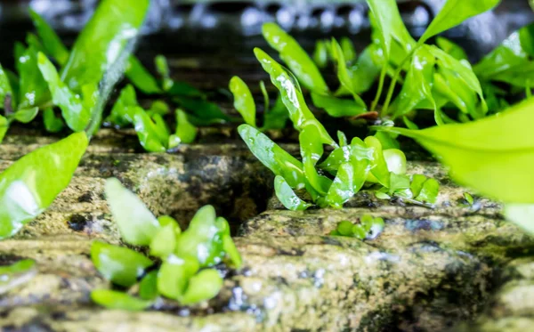 Frescura pequenas folhas de samambaia na pedra no jardim tropical — Fotografia de Stock